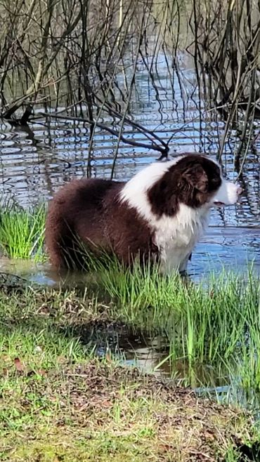 Red Tri miniature Australian Shepherd
