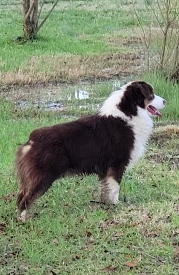 Red Tri miniature Australian Shepherd