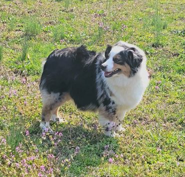 Blue merle female Australian Shepherd