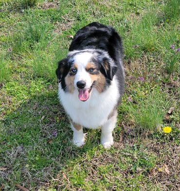 Blue merle female Australian Shepherd