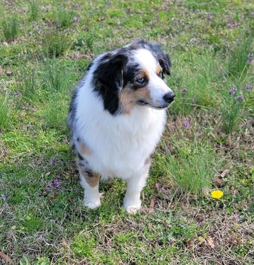 Blue merle female Australian Shepherd