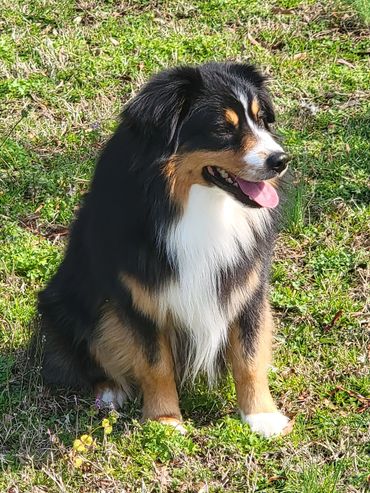 Black Tri miniature American Shepherd