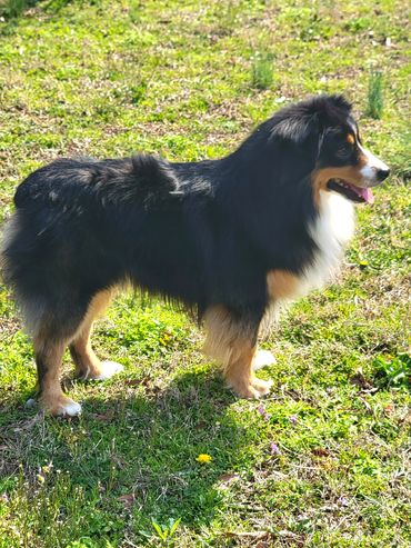Black Tri miniature American Shepherd