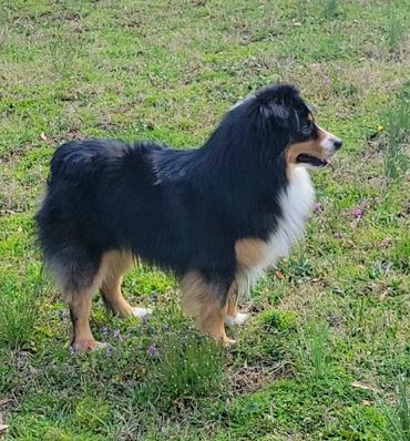 Black Tri miniature American Shepherd