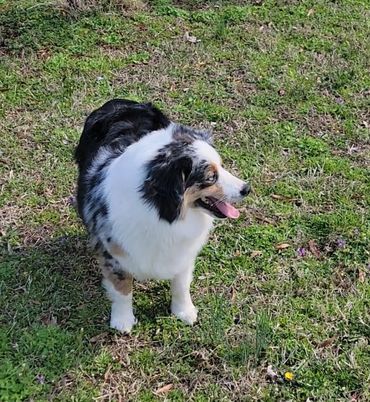 Blue merle female Australian Shepherd