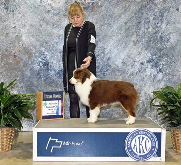 Red Tri miniature Australian Shepherd