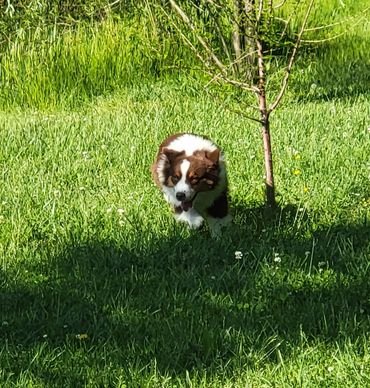 Red Tri miniature Australian Shepherd