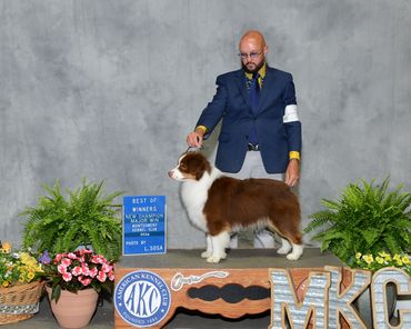 Red Tri miniature Australian Shepherd