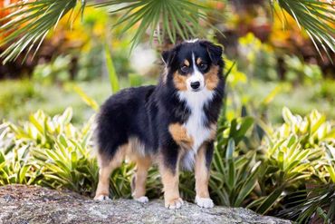 Ch Gordeview Giovanni Black Tri Male Miniature American Shepherd