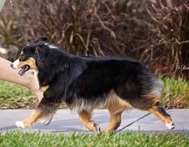 Ch Gordeview Giovanni Black Tri Male Miniature American Shepherd