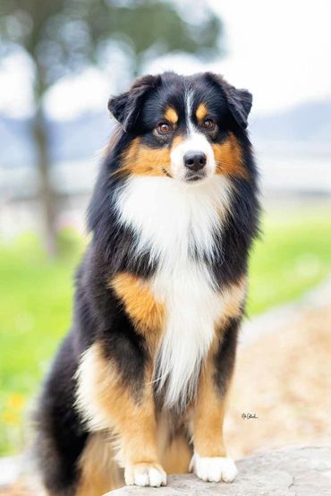 Ch Gordeview Giovanni Black Tri Male Miniature American Shepherd