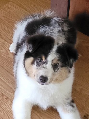 Blue merle miniature American Shepherd