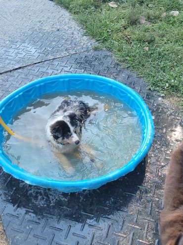 Puppy in a swimming pool