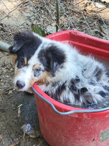 Blue merle miniature American Shepherd