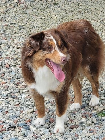 Red merle miniature American Shepherd