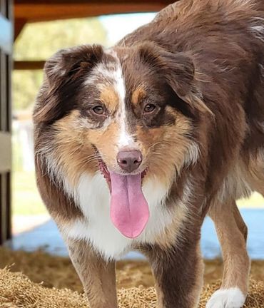Red merle Harlequin miniature American Shepherd