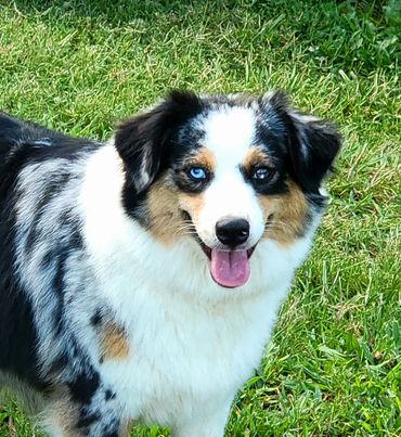 Blue merle female Australian Shepherd