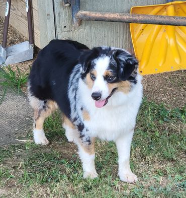 Blue merle female Australian Shepherd