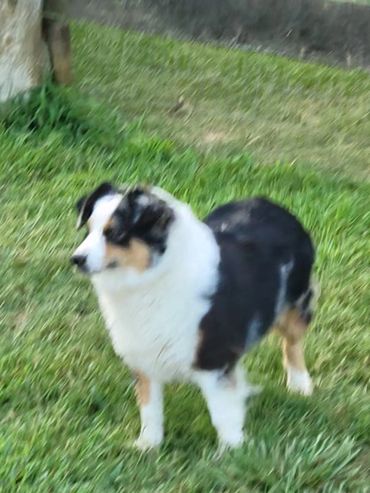 Blue merle female Australian Shepherd
