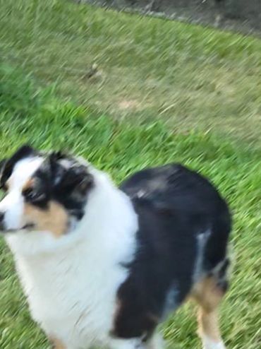 Blue merle female Australian Shepherd