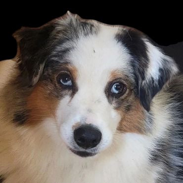 Blue merle miniature American Shepherd miniature Australian Shepherd