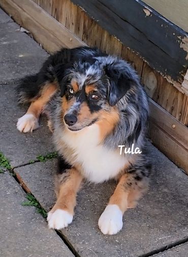 Blue Merle Miniature Australian Shepherd