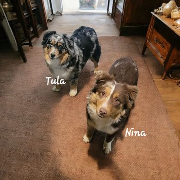 Red Tri and blue merle miniature Australian Shepherds