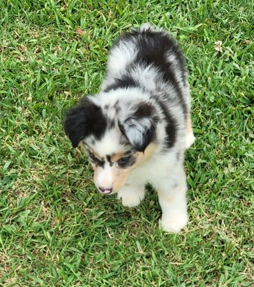 Blue merle miniature Australian Shepherd