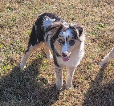 Blue merle miniature Australian Shepherd