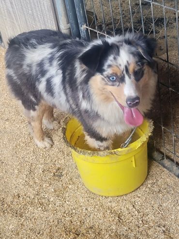 Blue merle miniature Australian Shepherd