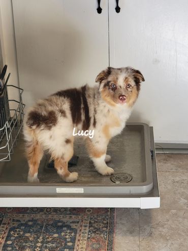 Red merle miniature American Shepherd