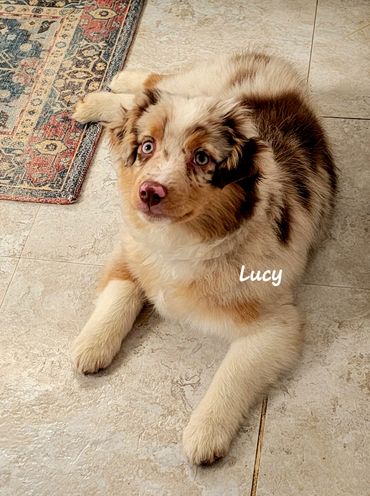 Red merle miniature American Shepherd