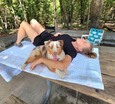 Red merle miniature American Shepherd