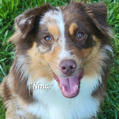 Red Merle Female Miniature American Shepherd