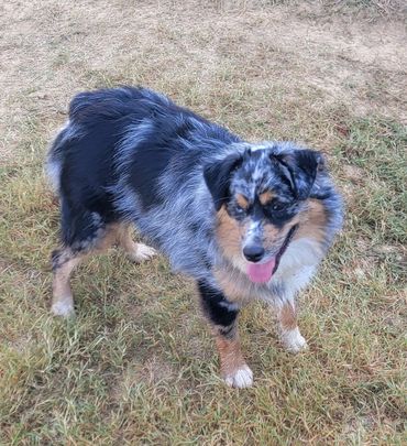 Blue Merle Female Miniature American Shepherd