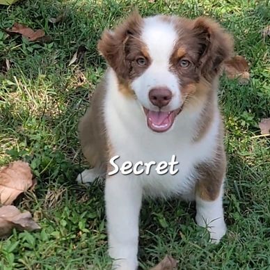 Red Tri miniature Australian Shepherd