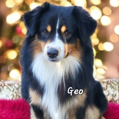 Black Tri miniature American Shepherd male