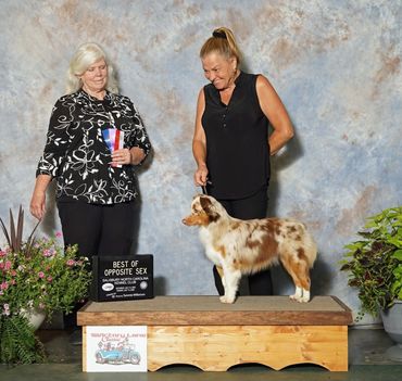 Red merle miniature American Shepherd