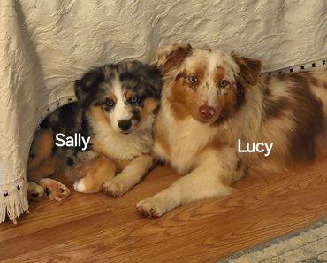 Red merle miniature American Shepherd