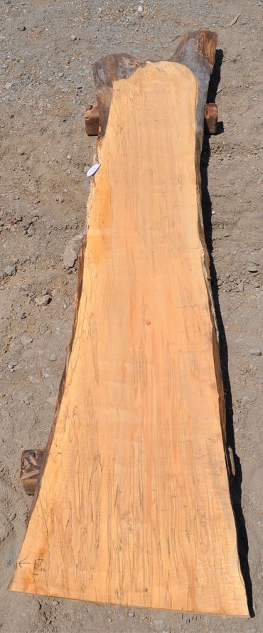 Maple Wood Slab