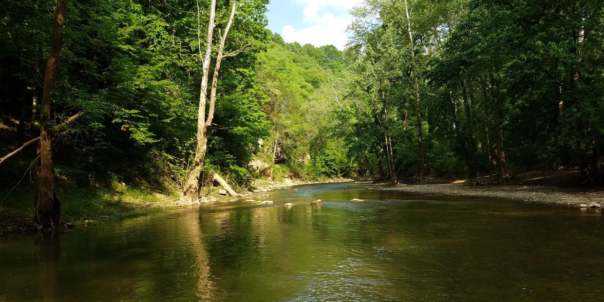 Image of creek in a wooded setting