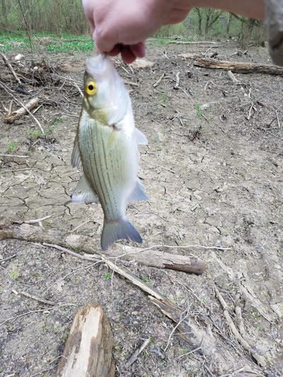 hand holding a white bass