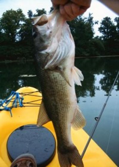 largemouth bass, kayak, on lake