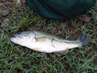 largemouth bass on grass