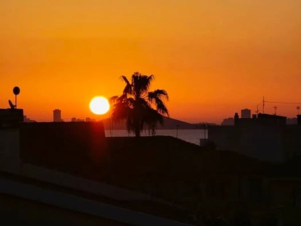 Sunset behind a palm tree silhouette over city rooftops.