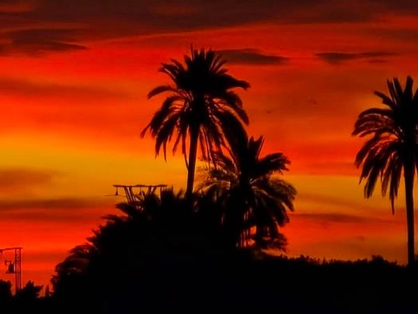 Silhouetted palm trees against a fiery orange sunset sky.