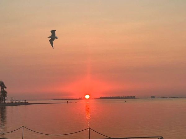 A bird flies over calm water at sunset with a glowing orange sky.