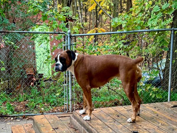 Grenfel boxers, boxer breeders ontario