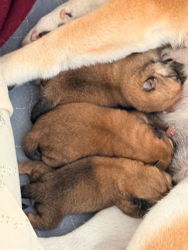 Litter of three and mother Miko