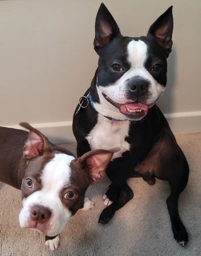 Boston Terriers puppies for sale in Virginia